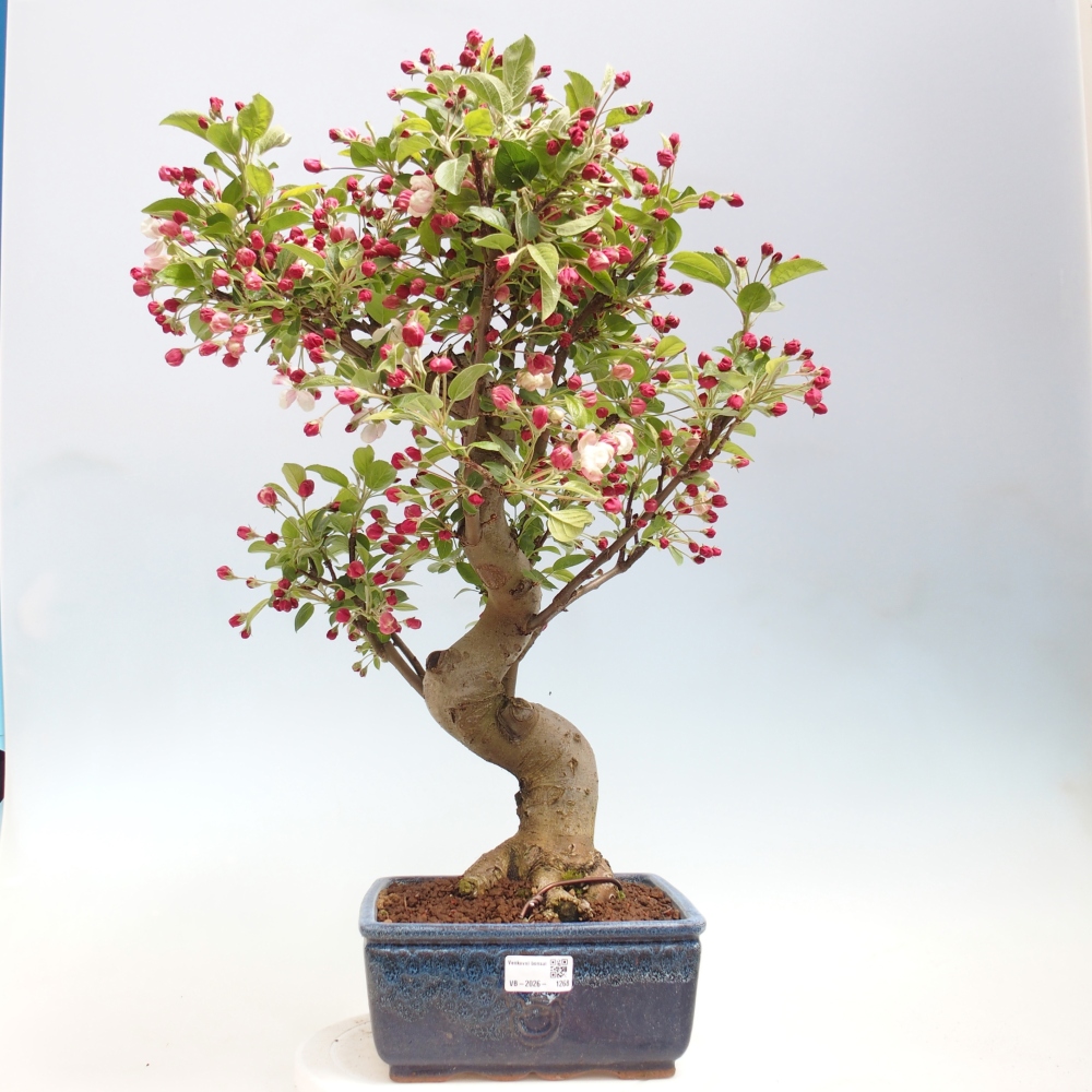 Outdoor bonsai -Malus halliana - Small-fruited apple tree