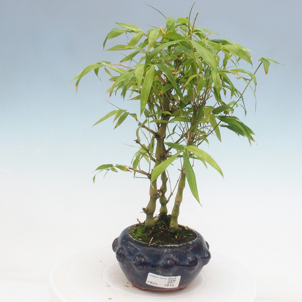 Indoor bonsai - Bamboo Buddha-Bamboo Buddha's belly