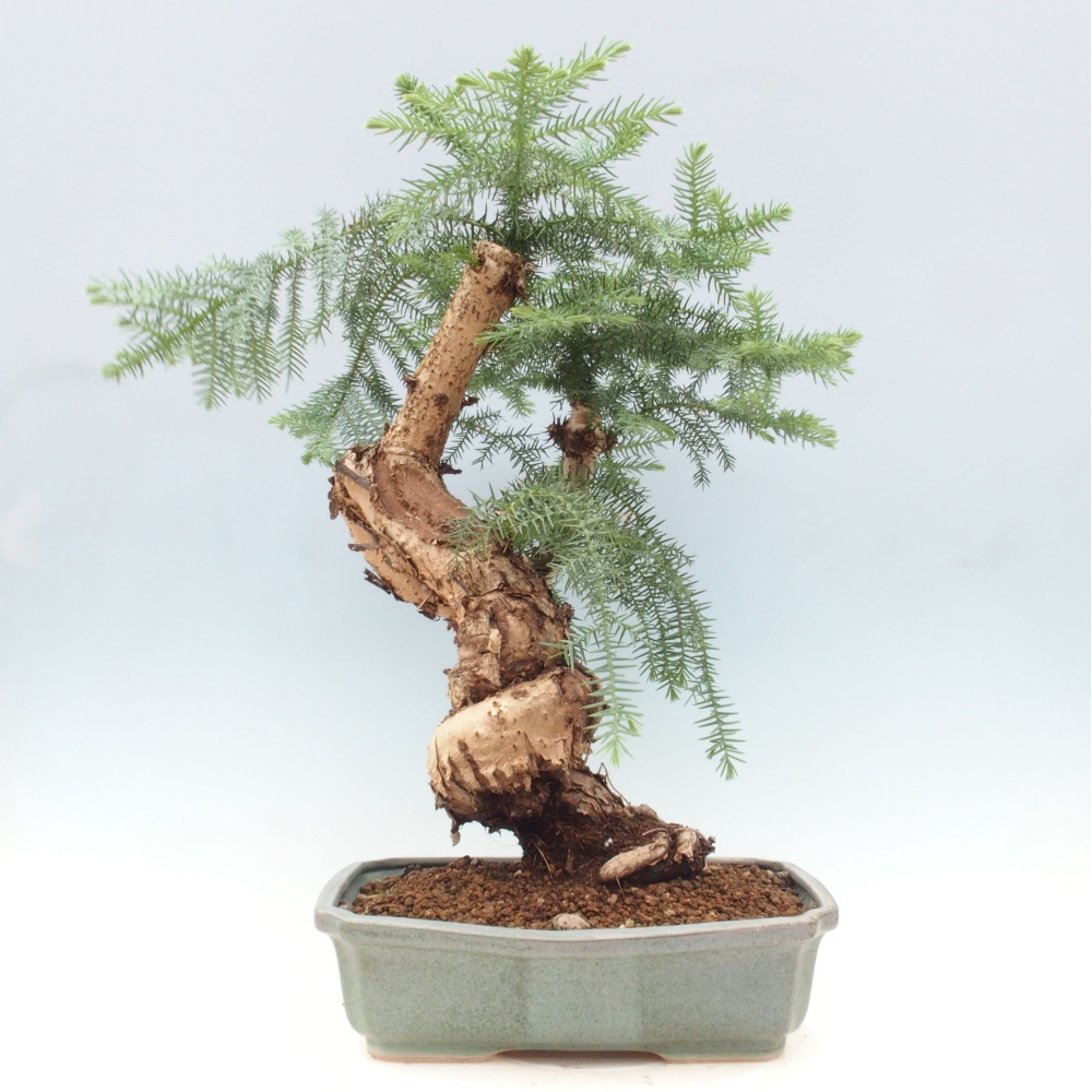 Room bonsai - Araukarie - room spruce