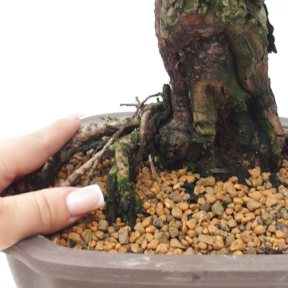 Outdoor bonsai - Pinus thunbergii Kotobuki - Thunberg pine