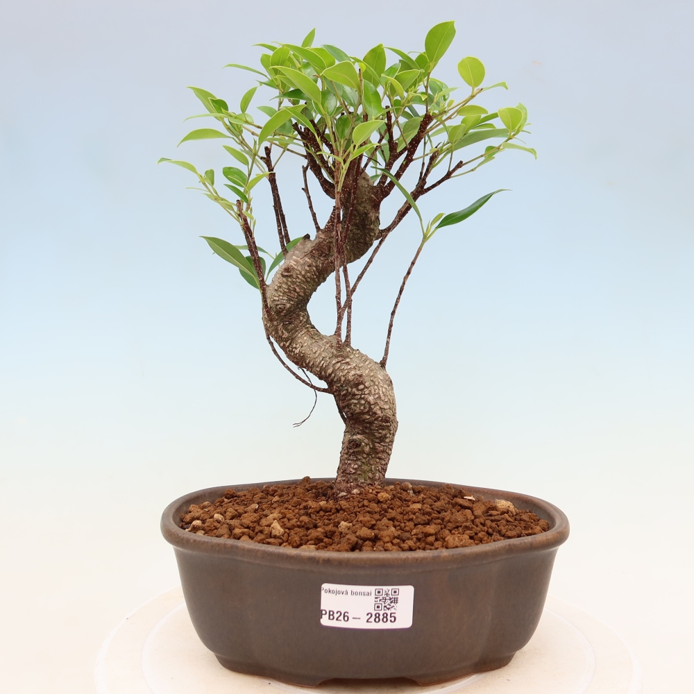 Room bonsai - Ficus kimmen - small-leaved ficus