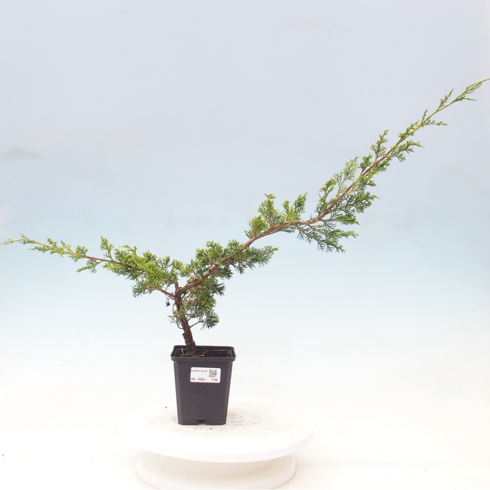 Outdoor bonsai - Juniperus chinensis Itoigawa