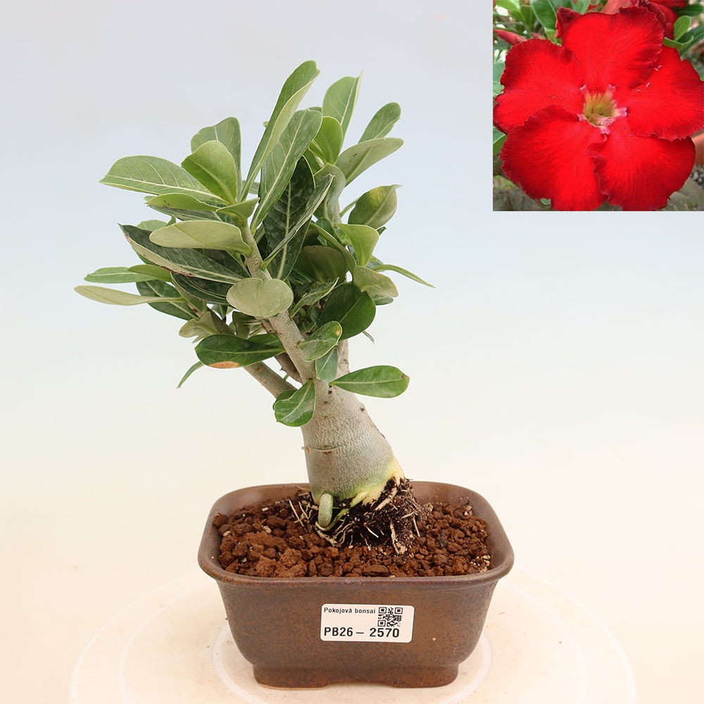 Indoor Bonsai - Adenium obesum Red Star - Desert Rose