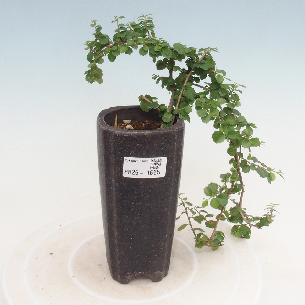 Indoor bonsai - Grewia sp. - Small-leaved Grewie
