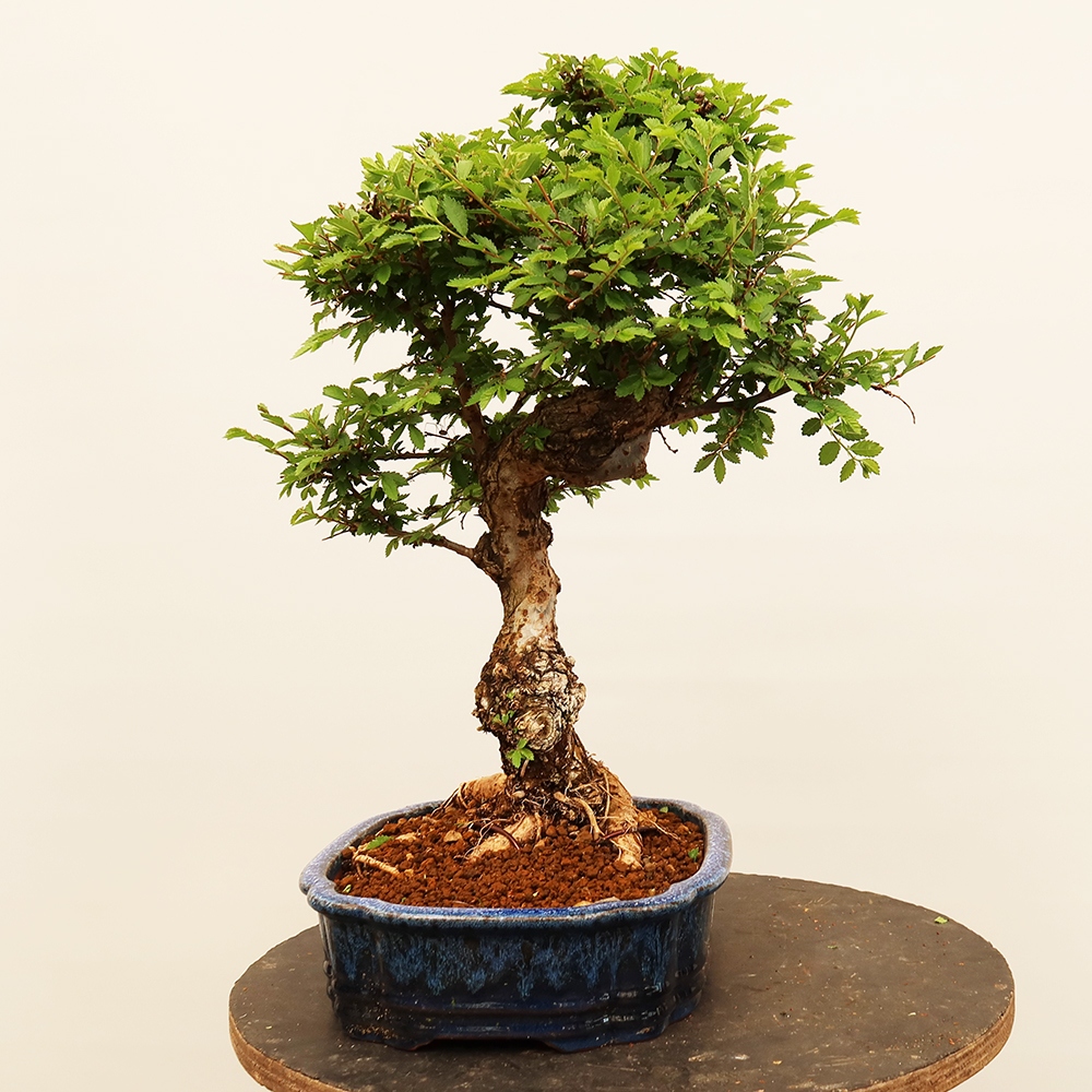 Outdoor bonsai - Zelkova - Zelkova NIRE