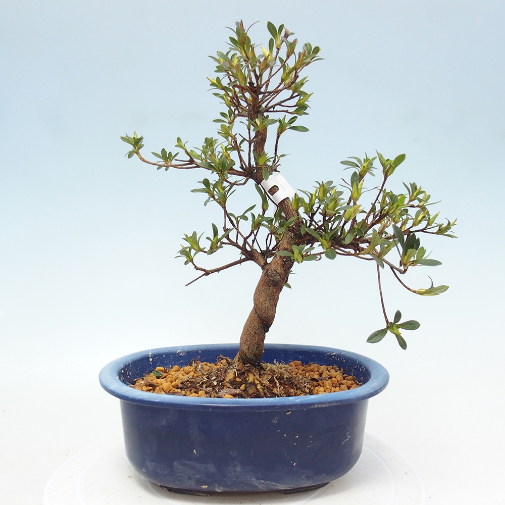 Outdoor bonsai - Japanese Azalea - Azalea Hand