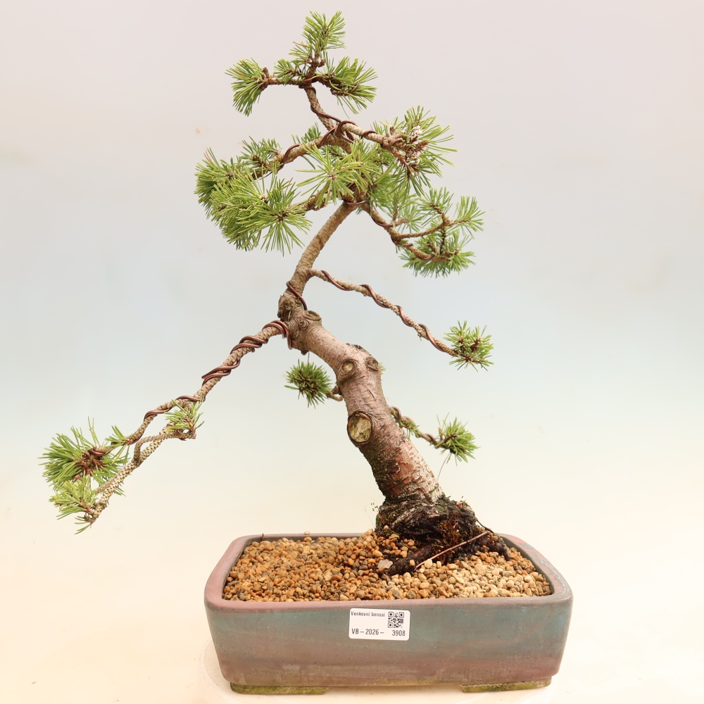 Outdoor Bonsai - Pinus mugo Humpy  - Mountain Pine