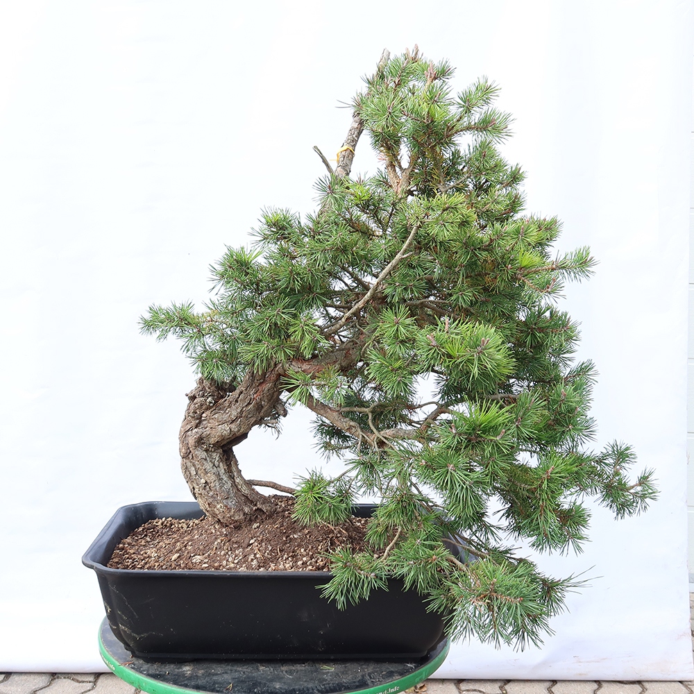 Pinus sylvestris Spain - Scots pine