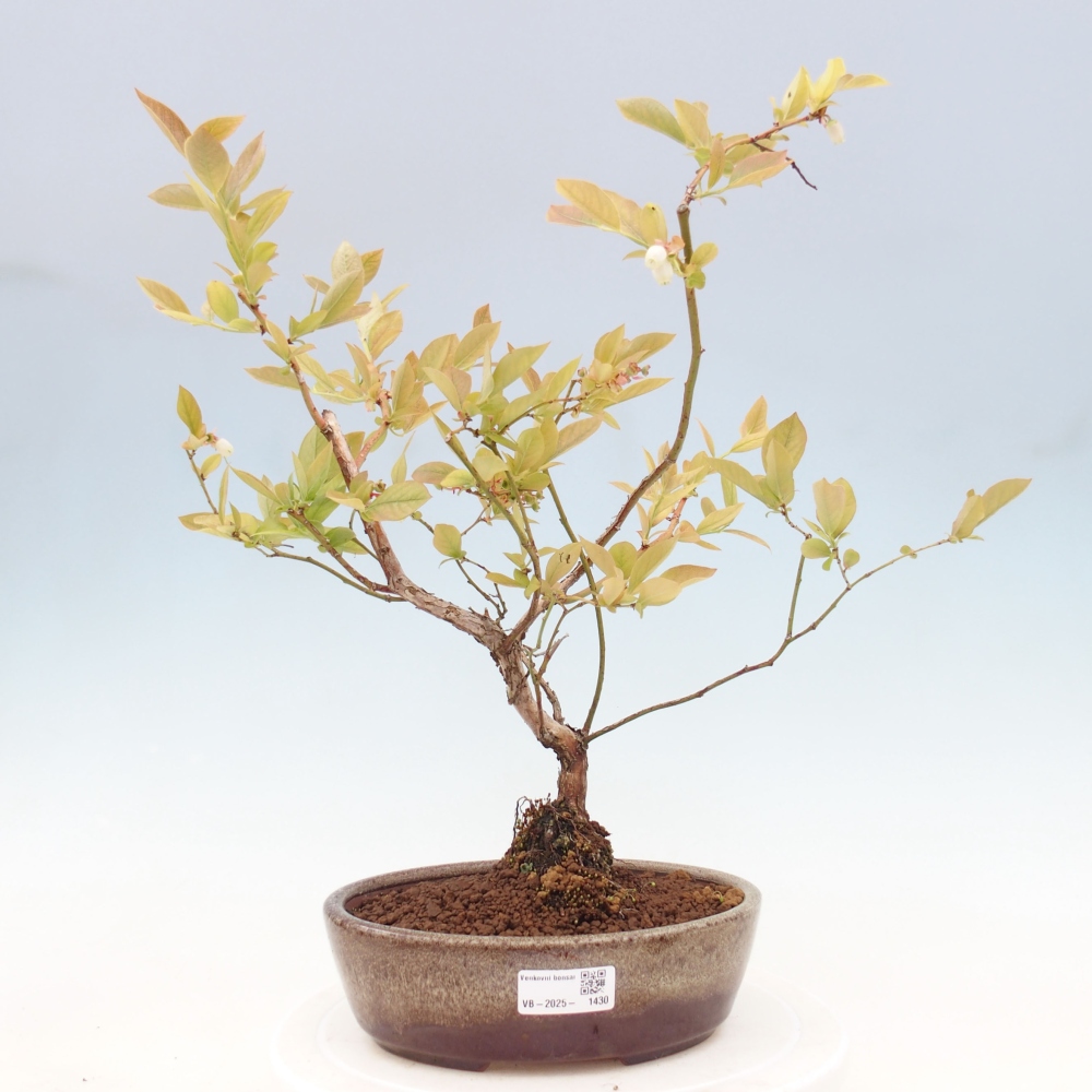 Outdoor bonsai - Canadian blueberry - Vaccinium corymbosum