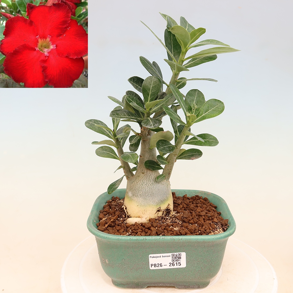 Indoor Bonsai - Adenium obesum Red Star - Desert Rose