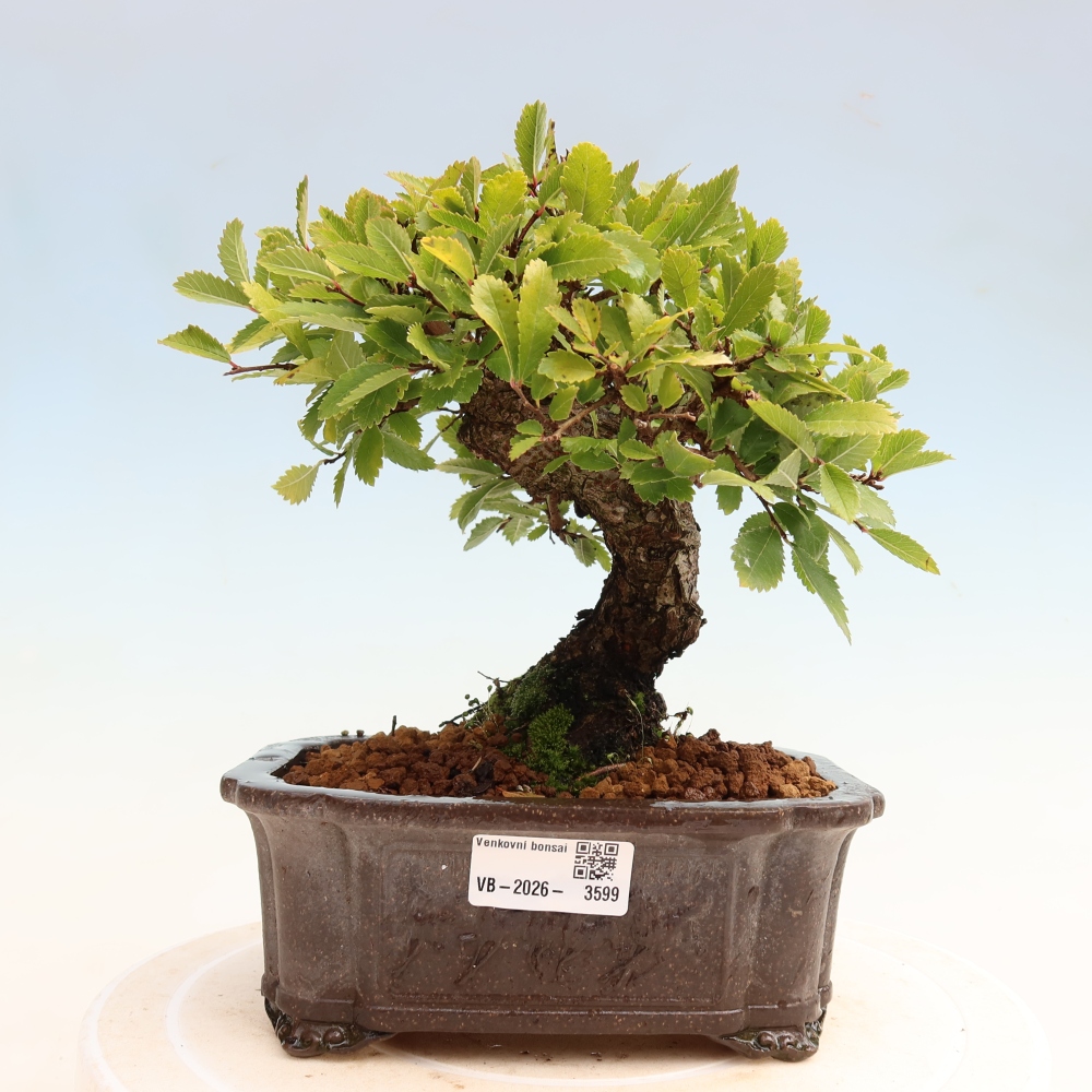 Outdoor bonsai - Zelkova - Zelkova NIRE