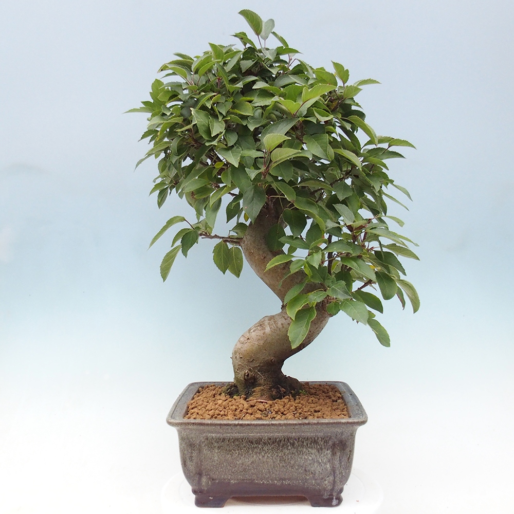 Outdoor bonsai - Malus halliana - Small-fruited apple tree