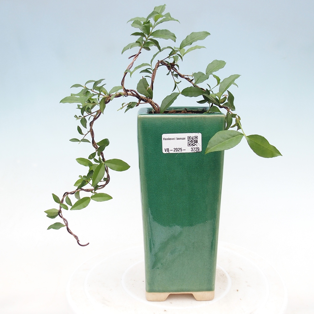 Room bonsai - cherry Malpighia coccigera- Barbdorská