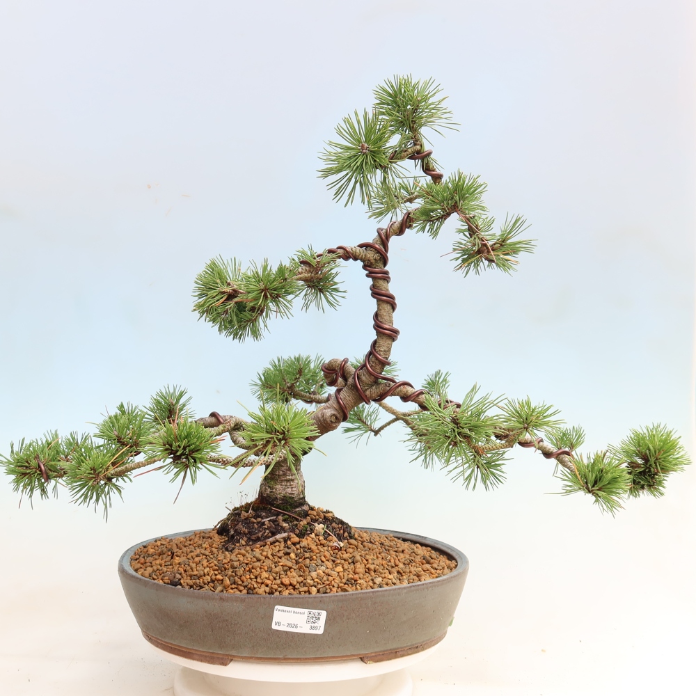 Outdoor Bonsai - Pinus mugo Humpy  - Mountain Pine