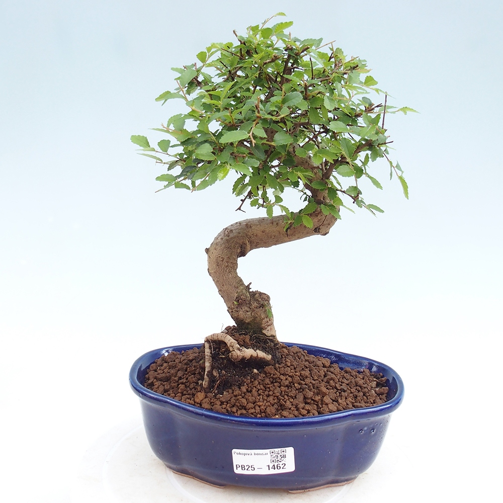 Indoor bonsai - Ulmus parvifolia - Small-leaved elm