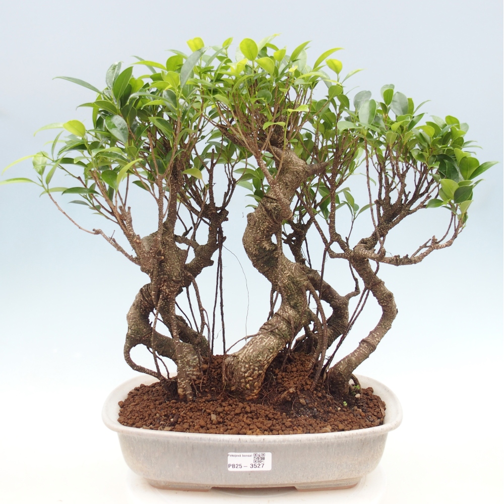 Room bonsai - Ficus kimmen - small-leaved ficus