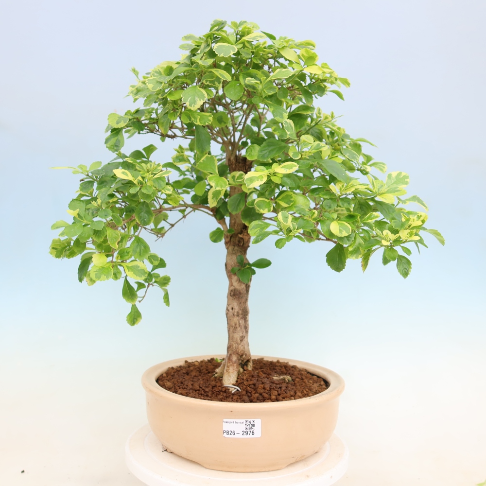 Room bonsai - Duranta erecta Aurea