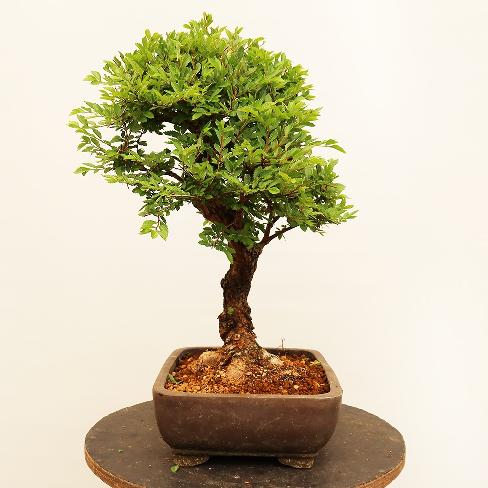 Outdoor bonsai - Zelkova - Zelkova NIRE