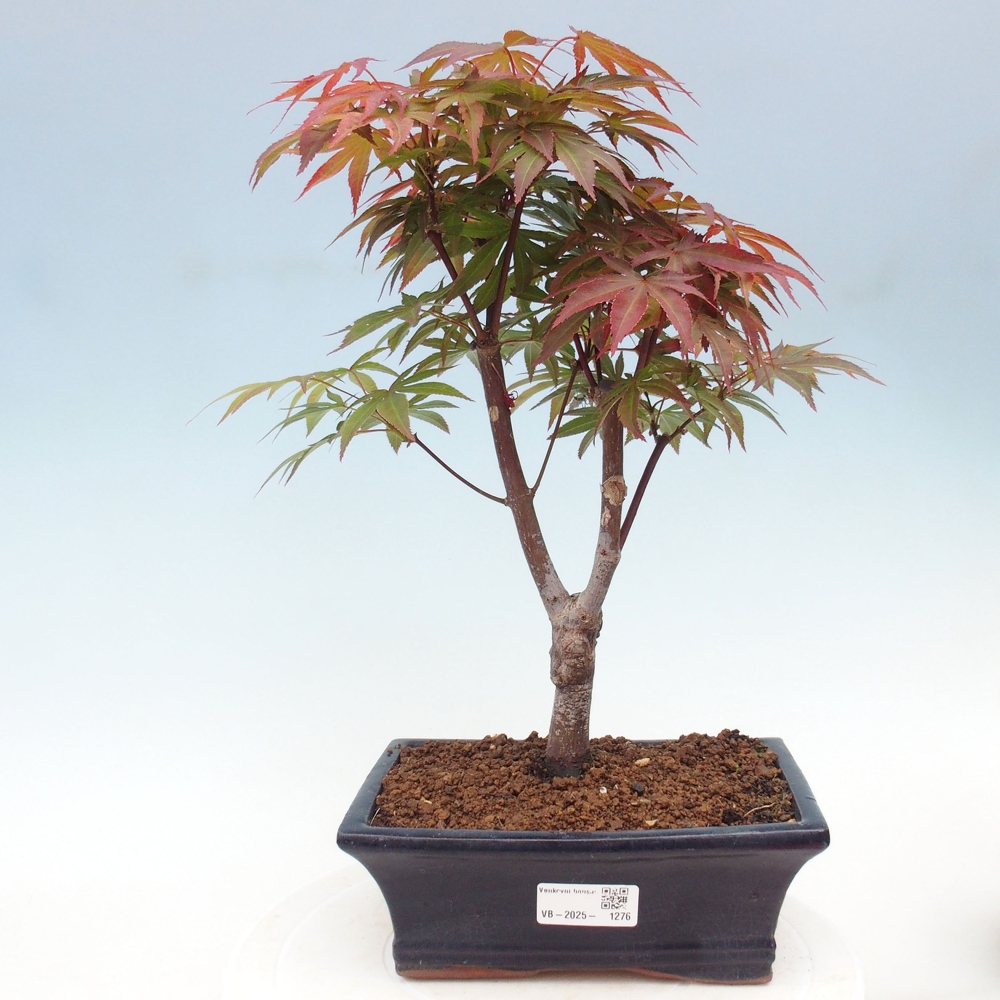 Outdoor bonsai - Acer palm. Atropurpureum-Palmleaf Maple