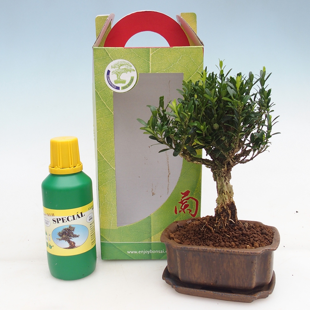 Room bonsai in gift box Buxus harlandii - cork buxus