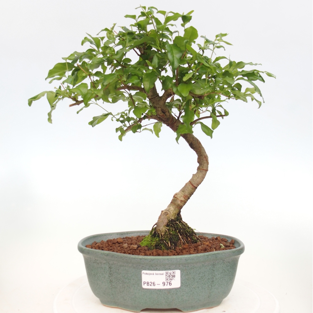 Room bonsai -Ligustrum chinensis - Birds Beak
