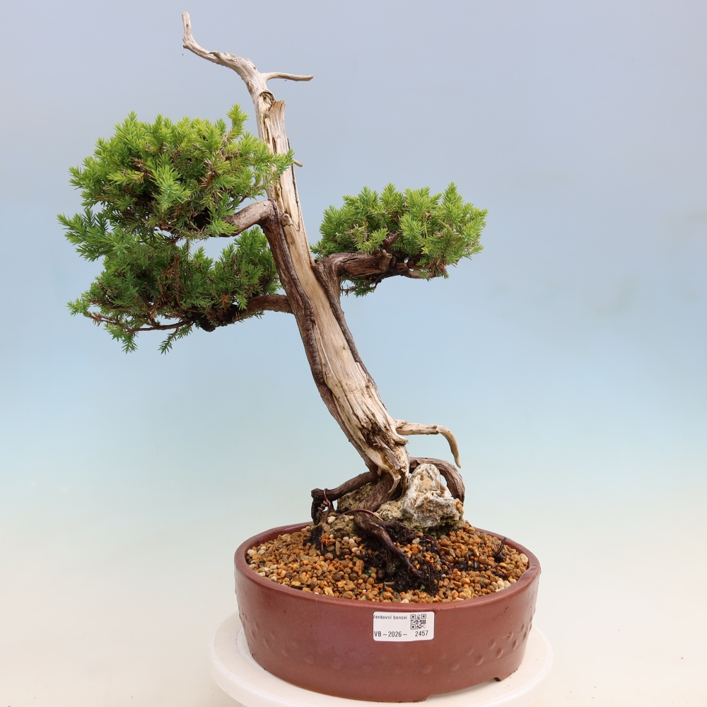 Outdoor Bonsai - Juniperus squamata – Scaly Juniper