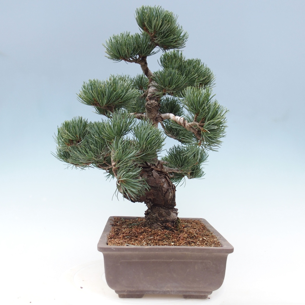 Outdoor bonsai - Pinus parviflora - Small pine tree