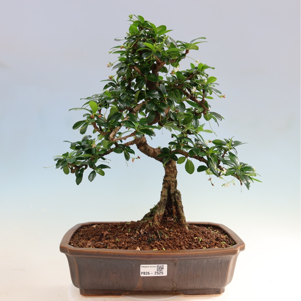 Room bonsai - Carmona macrophylla - Tea fuki