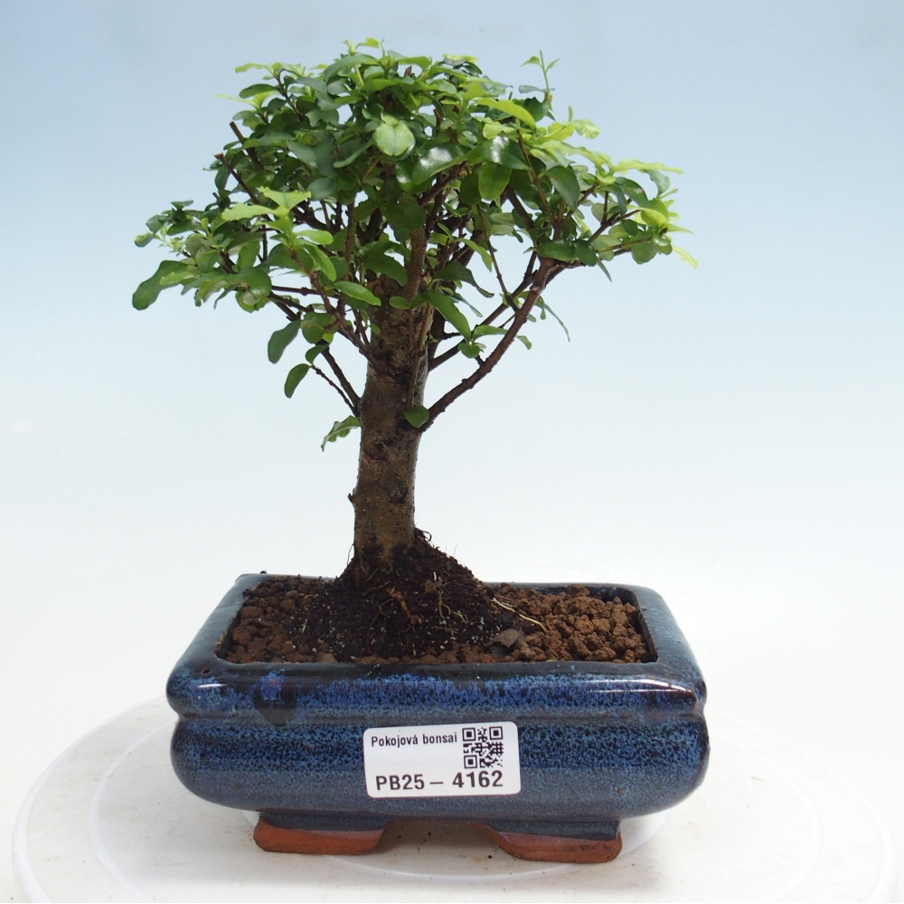 Room bonsai -Ligustrum chinensis - Birds Beak