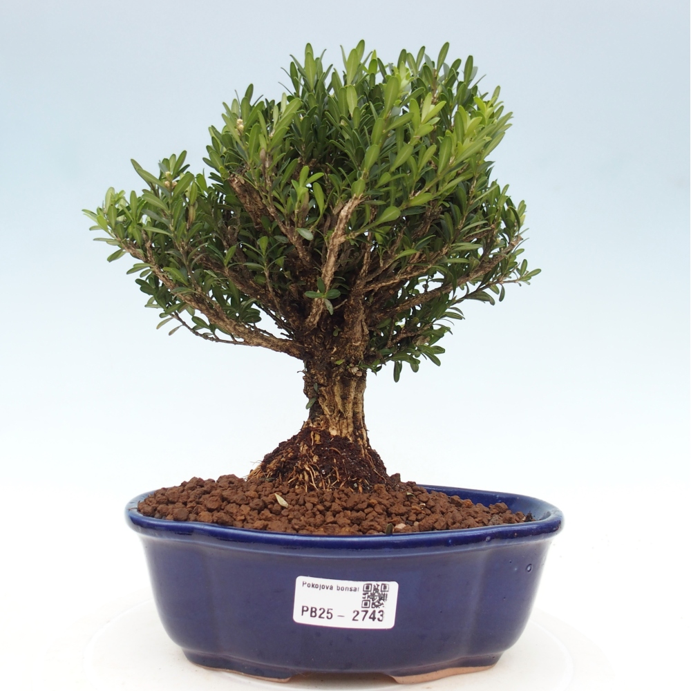Indoor bonsai - Buxus harlandii - Cork boxwood