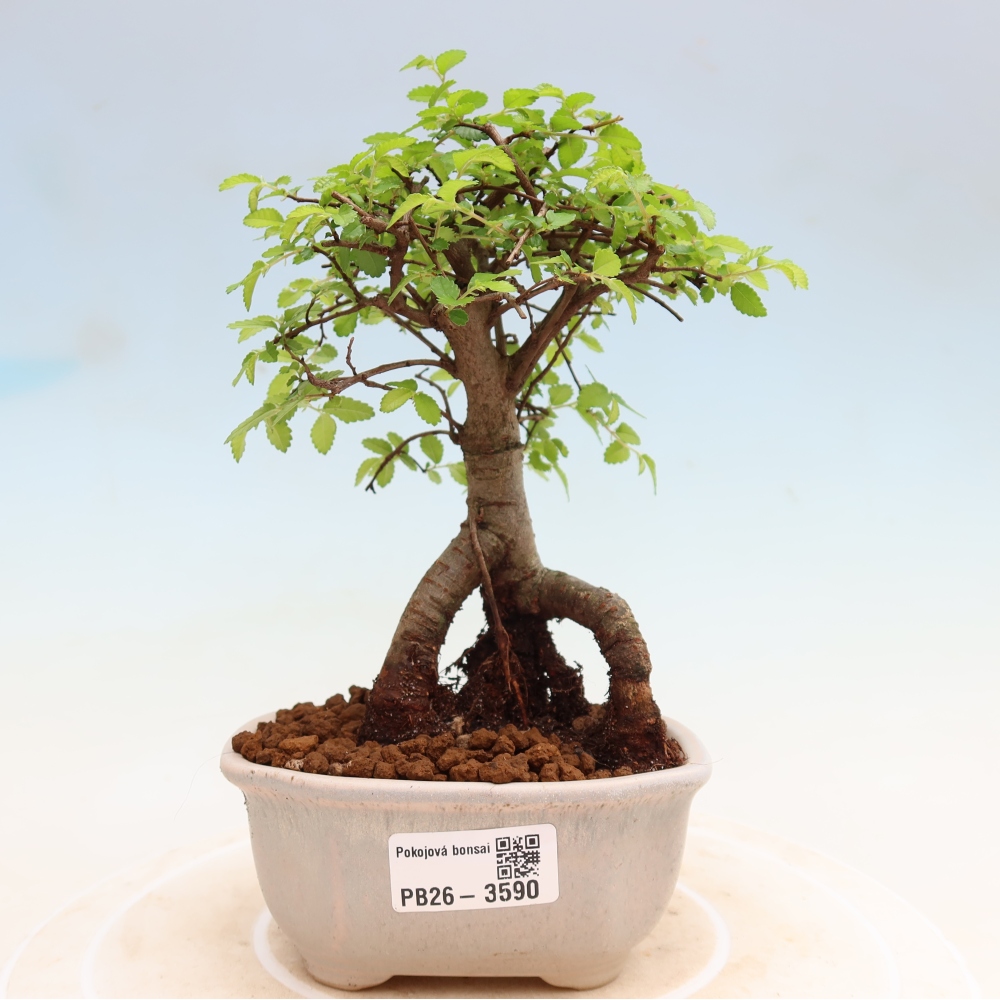 Room bonsai - Ulmus parvifolia - Small-leaved elm