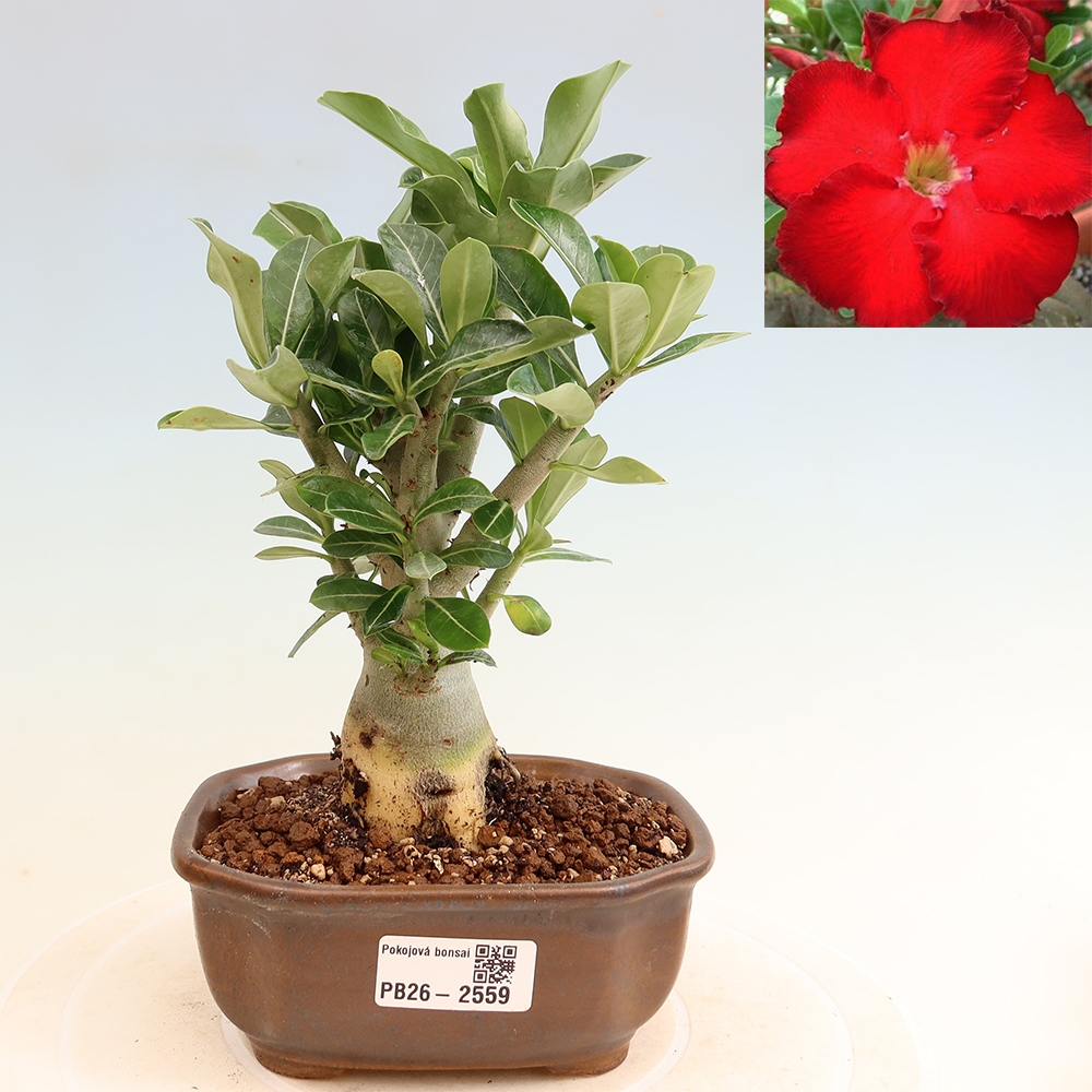 Indoor Bonsai - Adenium obesum Red Star - Desert Rose