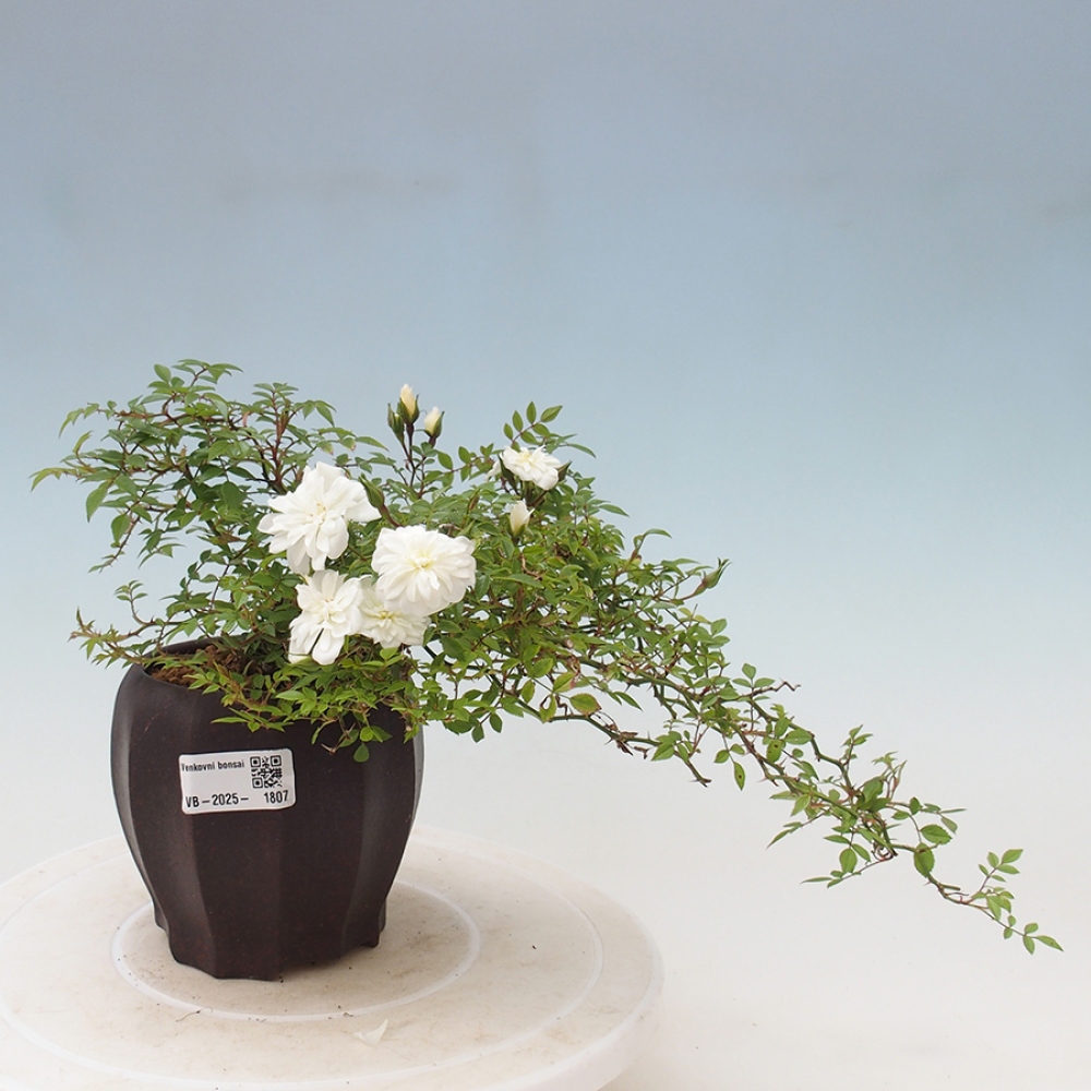 Outdoor bonsai - Rosa Sea Foam -  rose