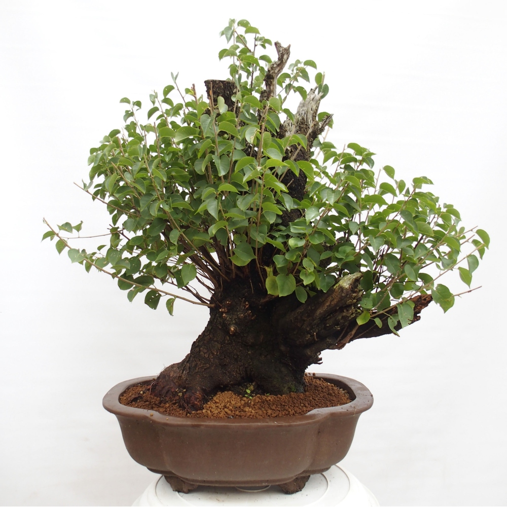Outdoor bonsai - Mahalebka - Prunus mahaleb