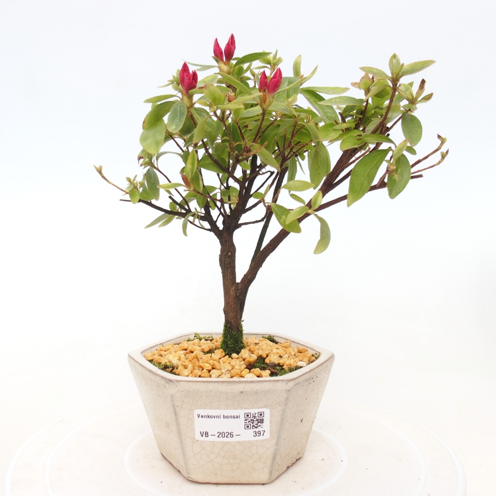 Outdoor bonsai - Japanese azalea - Azalea sp.