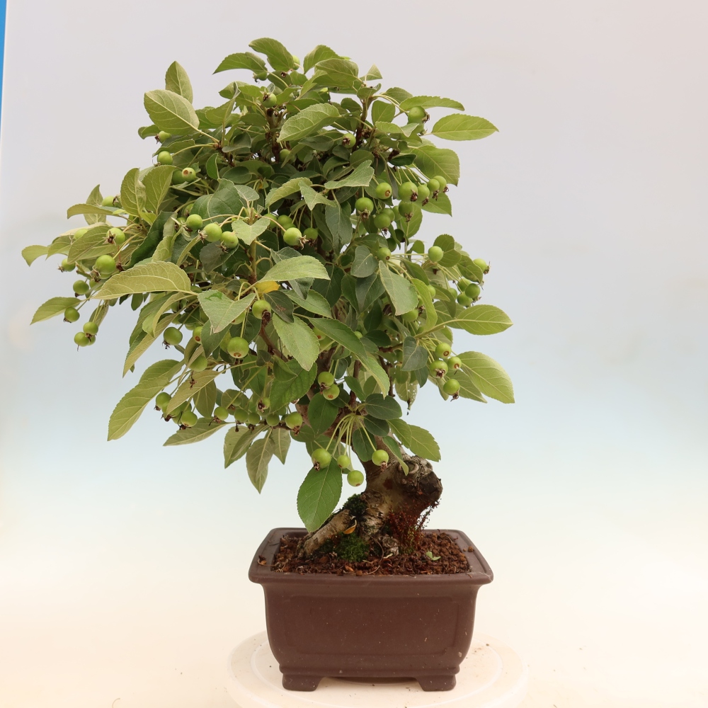 Outdoor bonsai -Malus halliana - Small-fruited apple tree