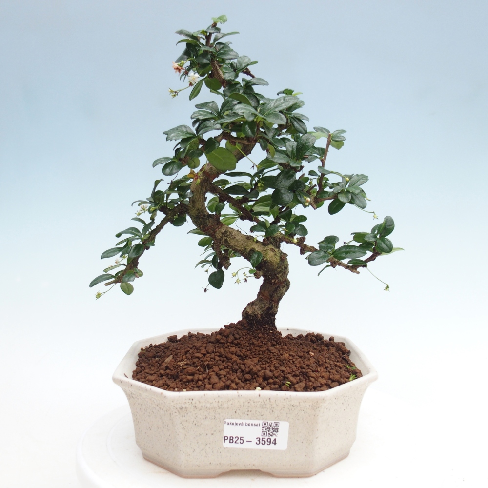 Room bonsai - Carmona macrophylla - Tea fuki