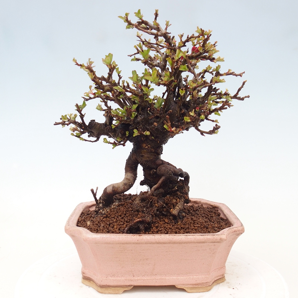 Outdoor bonsai - Chaneomeles speciosa - Quince