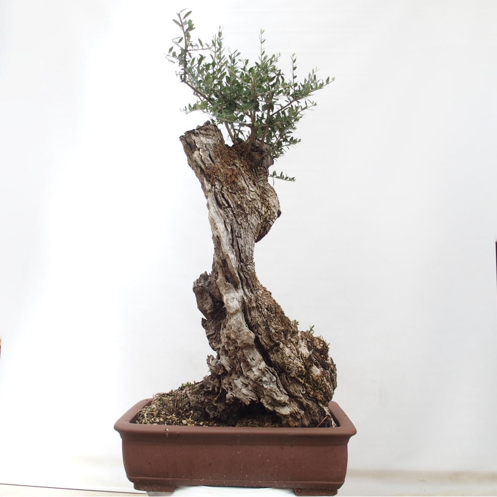 Indoor bonsai - Olea europaea sylvestris - European small-leaved olive oil