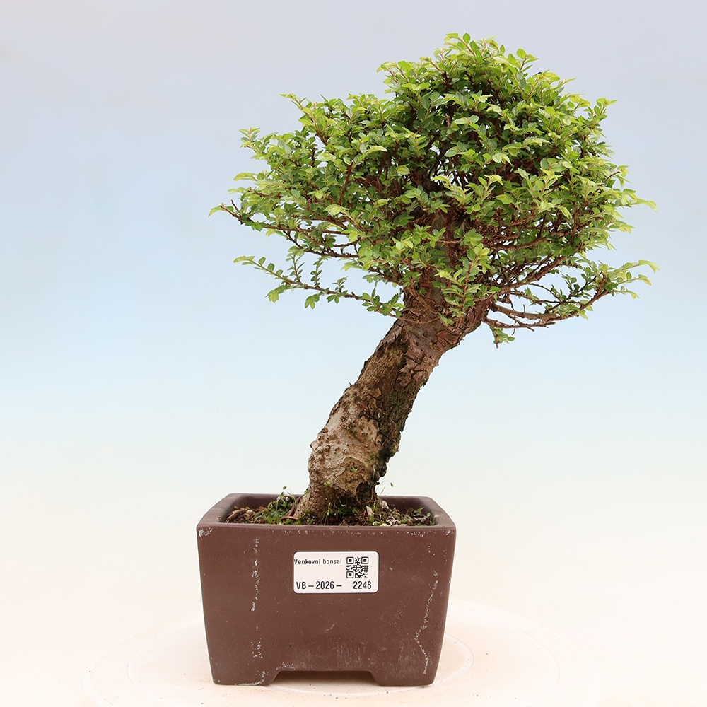 Outdoor Bonsai - Ulmus parvifolia 'Sagei' - Small-leaved Elm