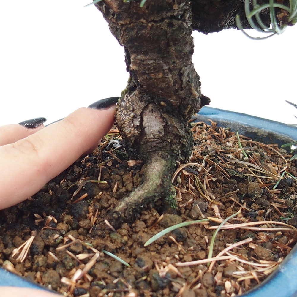 Outdoor bonsai - Pinus parviflora - Small pine tree
