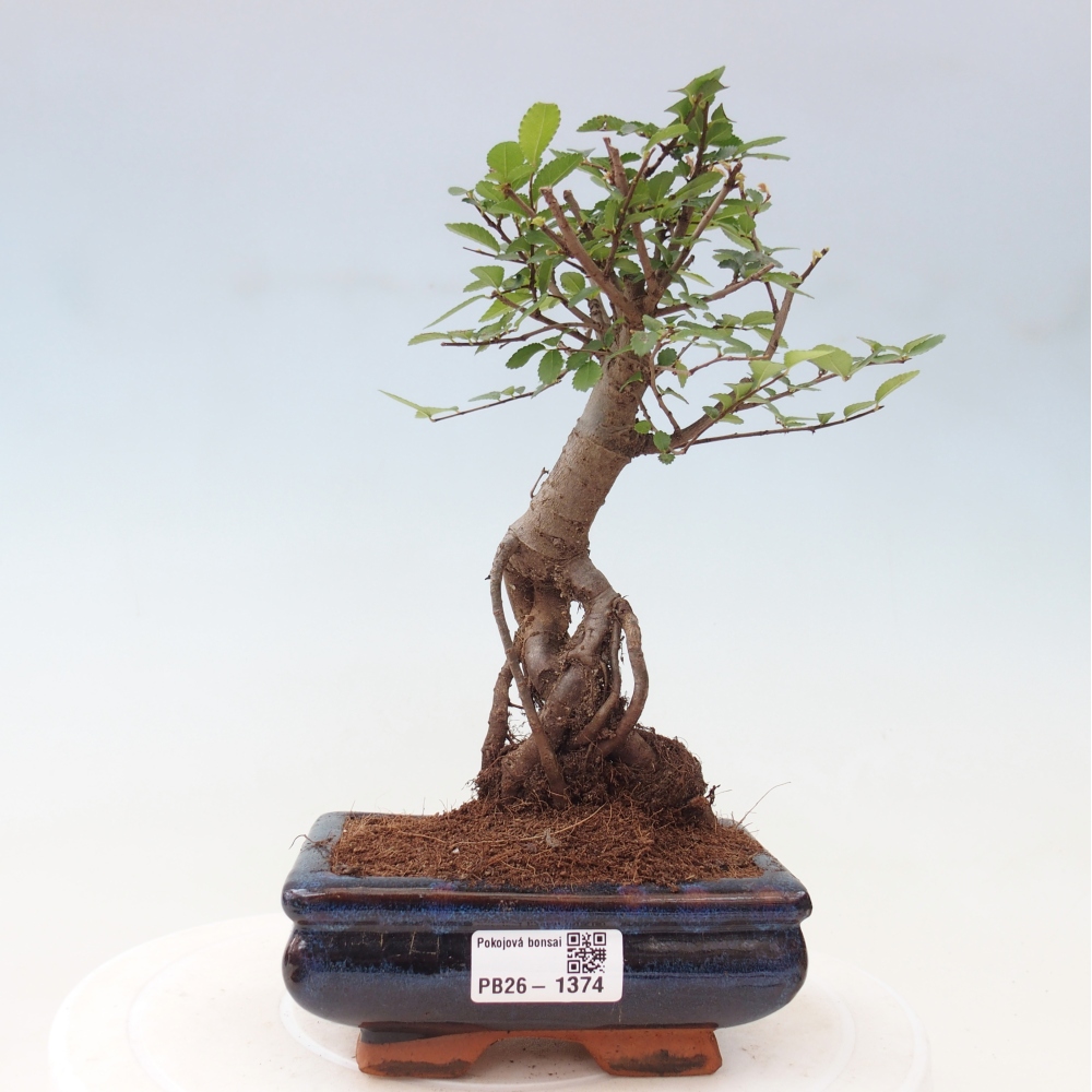 Room bonsai - Ulmus parvifolia - Small-leaved elm