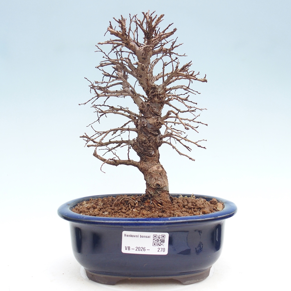 Outdoor bonsai - Zelkova - Zelkova NIRE