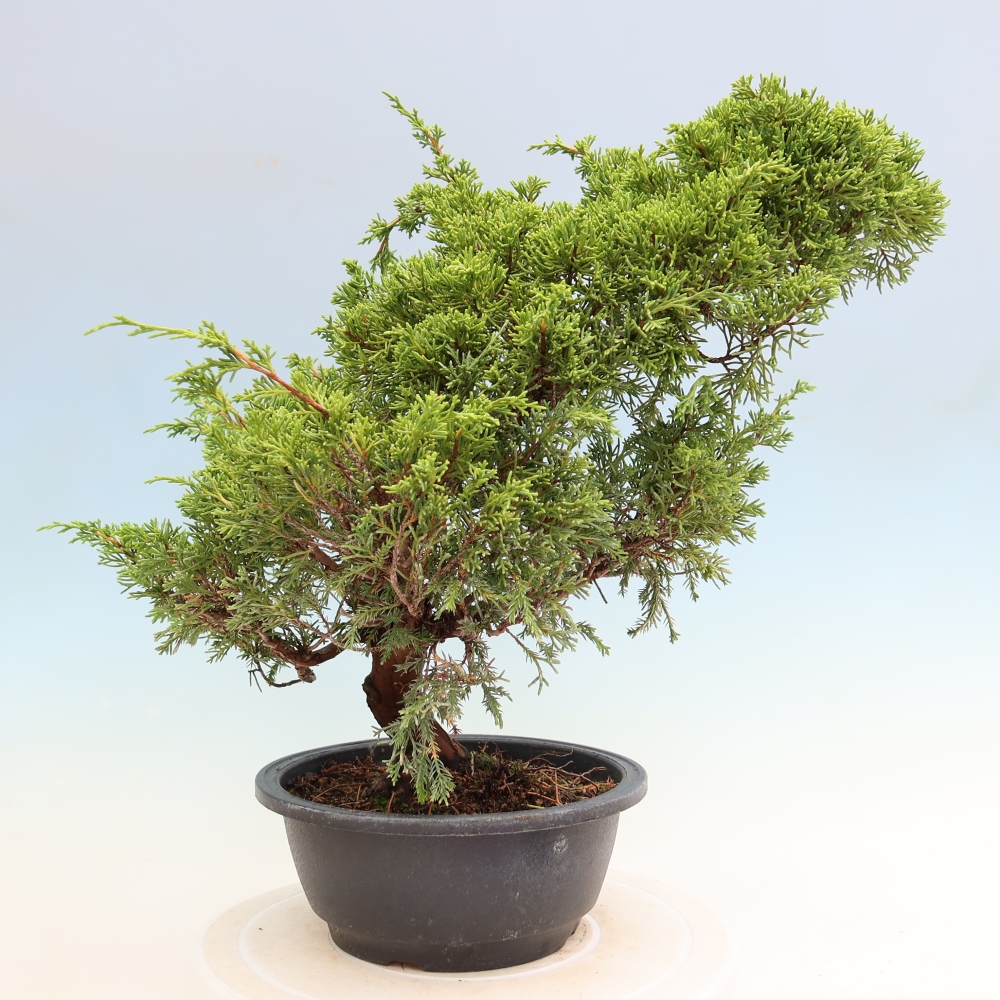 Outdoor Bonsai - Juniperus chinensis Itoigawa - Chinese Juniper