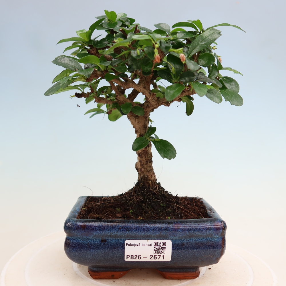 Room bonsai - Carmona macrophylla - Tea fuki