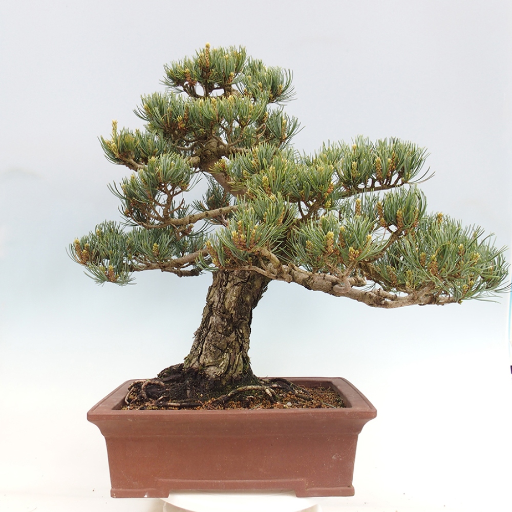 Outdoor bonsai - Pinus parviflora - Pinus parviflora