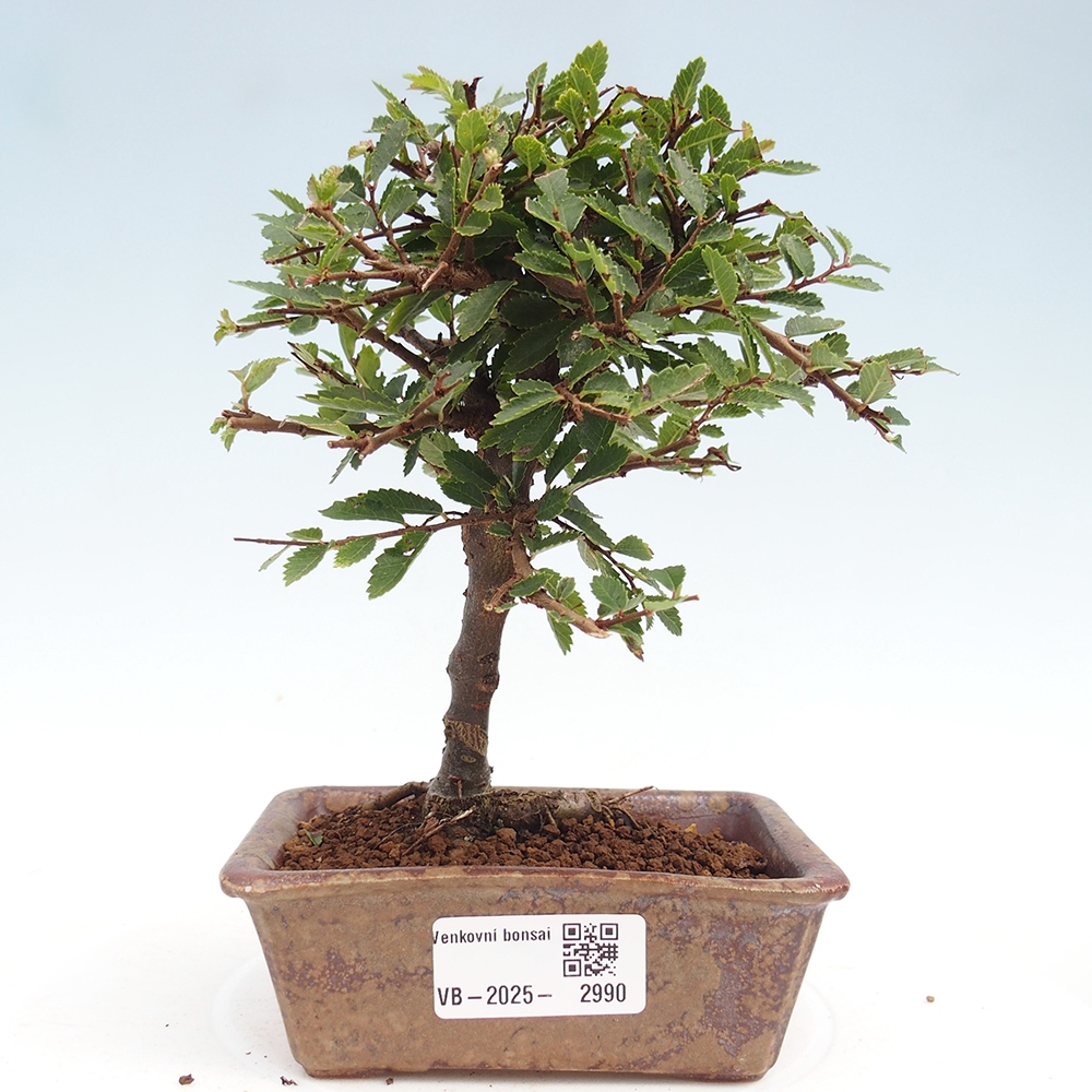 Outdoor bonsai - Ulmus parvifolia Sagei - Small-leaved elm