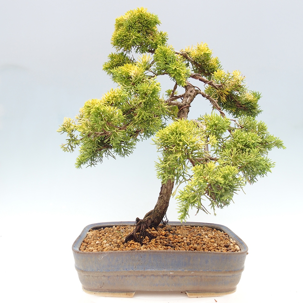 Outdoor bonsai - Juniperus chinensis plumosa aurea - Chinese golden juniper