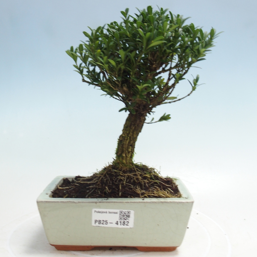 Room bonsai - Buxus harlandii - cork buxus