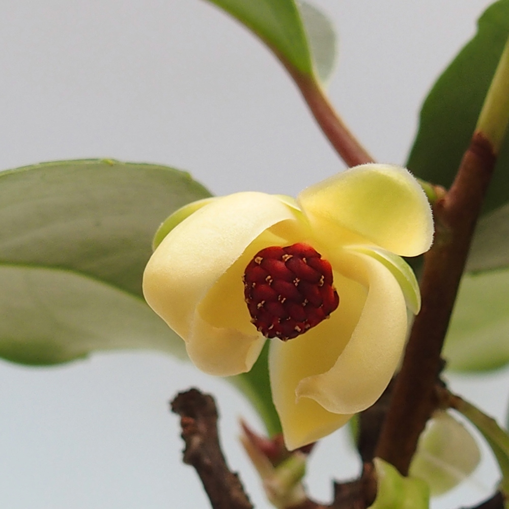 Indoor bonsai -Kadsura japonica 